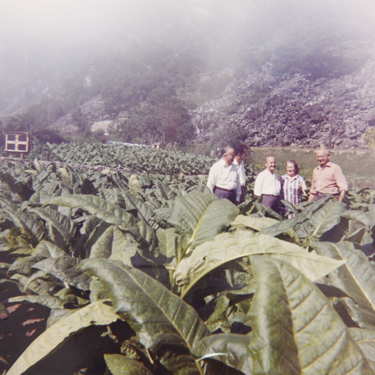 **Proseguimento lavorazione e fermentazione **
Se prima degli anni 70 era in corso la valutazione dell’introduzione della meccanizzazione della fabbricazione dei sigari, la stessa non avvenne. Al contrario, nel 1972 questa attività fu ceduta alla Fabbrica Tabacchi di Brissago e ci si concentrò esclusivamente sulla lavorazione e fermentazione dei tabacchi indigeni.