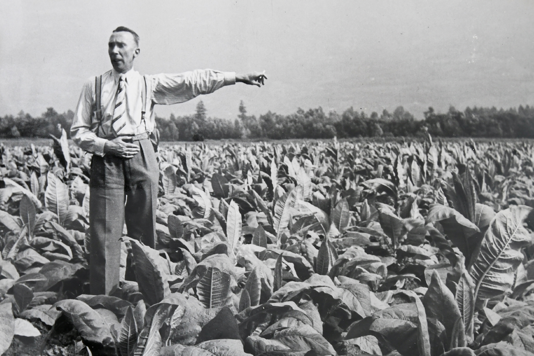 **Primo impianto di essicazione in Ticino**
La Polus era all’avanguardia nella fermentazione dei tabacchi e nel 1933 istallò il primo impianto per l’essicazione artificiale del tabacco in Svizzera.